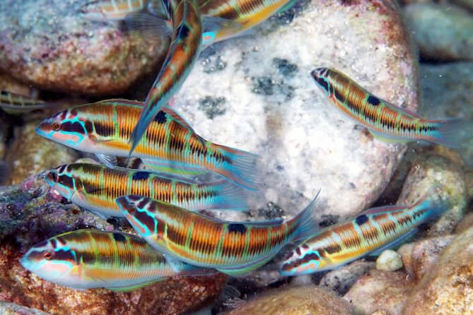 Relaxing Snorkeling Tour at the Isola Bella Marine Park Taormina - Why Choose This Tour