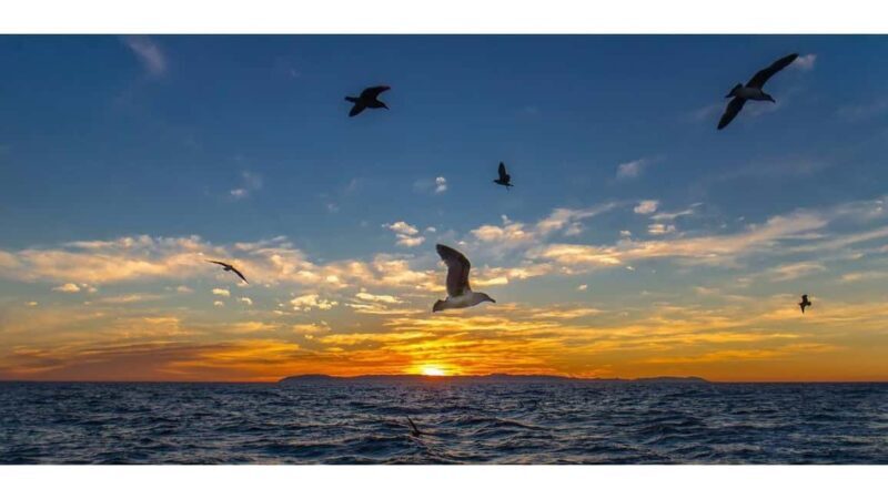 Relaxing Sunset/Evening Cruise in Newport Beach - Relaxing Sunset/Evening Cruise in Newport Beach: A Detailed Review