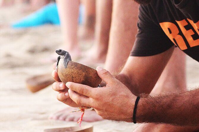 Release of Sea Turtles at Sunset - The Value and Who It’s Perfect For