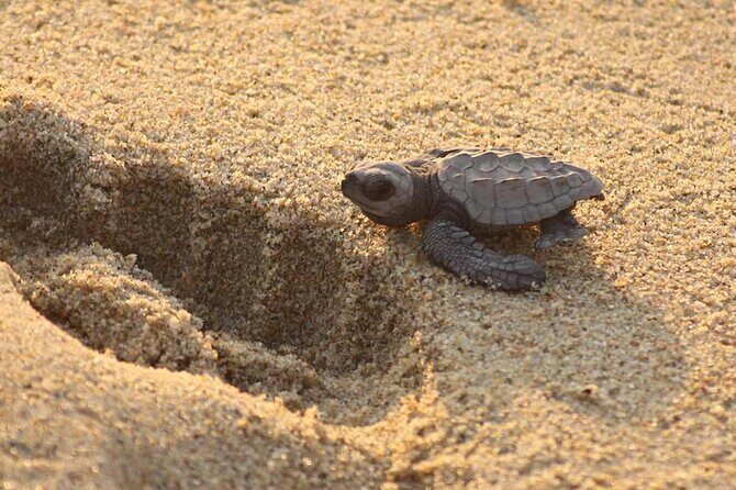 Release of Sea Turtles at Sunset - FAQ