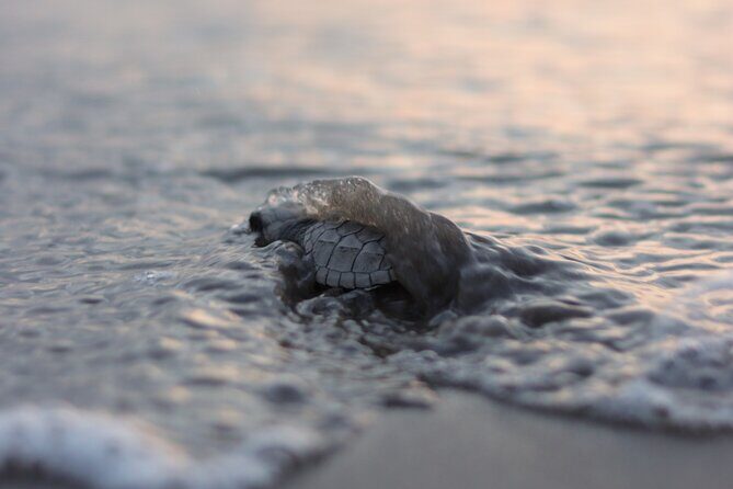 Release of Sea Turtles in Camp Tortuguero - Key Points