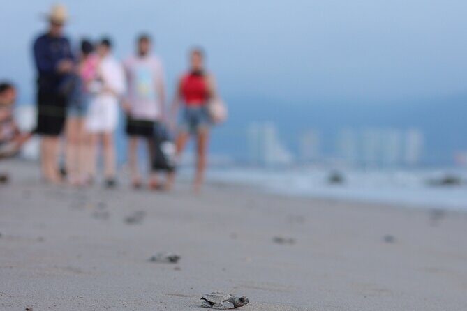 Release of Sea Turtles in Camp Tortuguero - An Honest Look at the Tour