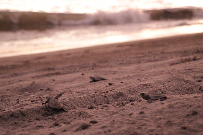 Release of Sea Turtles in Camp Tortuguero - The Value and Practical Aspects