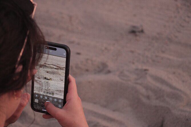 Release of Sea Turtles in Camp Tortuguero - The Sum Up