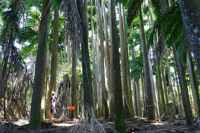 Rental Kayaking or Stand-up Paddle 2H - The Experience in Practice