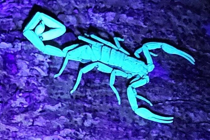 Reptile and Amphibian Night Adventure in Yucatán Jungle - Key Points