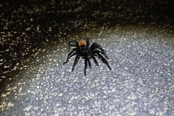 Reptile and Amphibian Night Adventure in Yucatán Jungle - FAQ