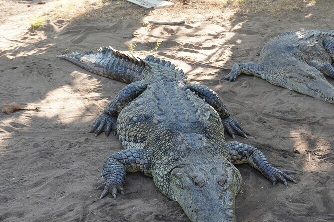 Reptile Eco Tour in Oaxacas Coastal Communities - The Experience in Detail