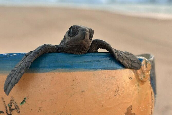 Reptile Eco Tour in Oaxacas Coastal Communities - Authenticity and Impact