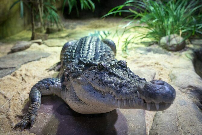 Reptile House Experience at Melbourne Zoo - excl. entry - Key Points