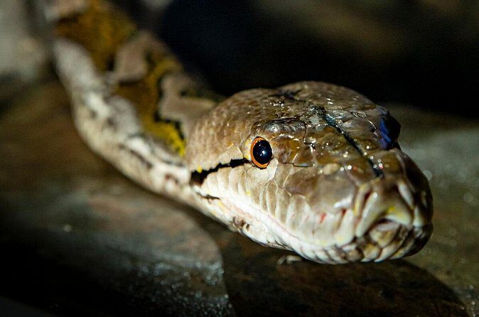 Reptile House Experience at Melbourne Zoo - excl. entry - Who Should Consider This Tour?