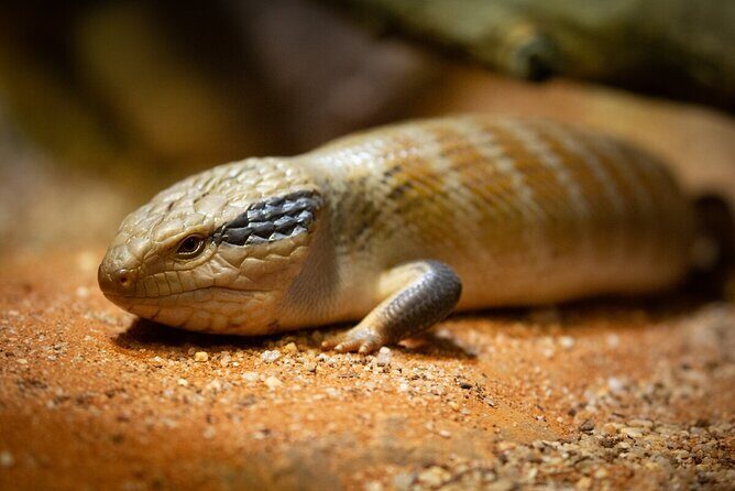 Reptile House Experience at Melbourne Zoo - excl. entry - The Sum Up