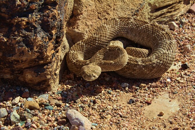Reptile Hunting in The Sonoran Desert - Exploring the Sonoran Desert
