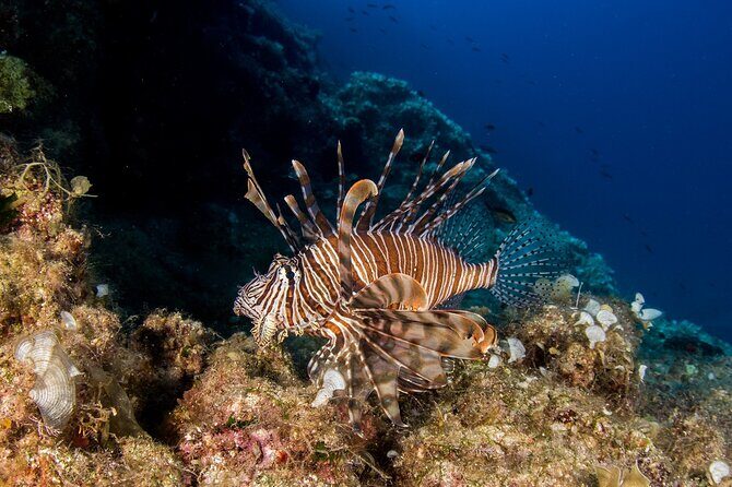Research diving with a Marine Biologist in Crete - Introduction: Why This Marine Biology Tour Could Be Your Best Crete Memory