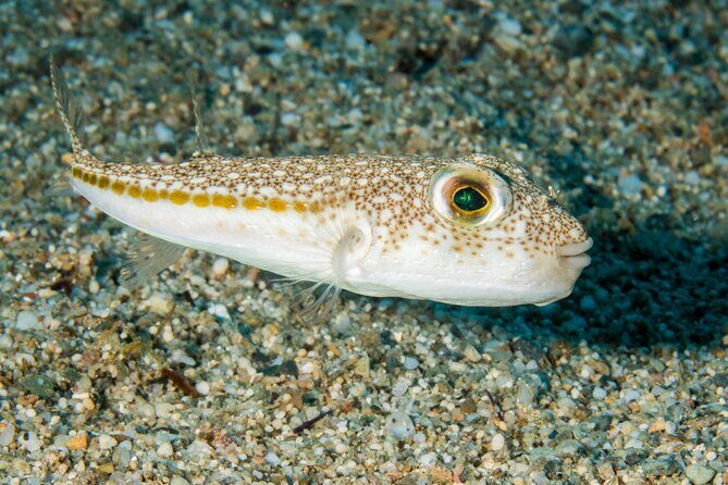 Research diving with a Marine Biologist in Crete - The Experiences Authentic Touch