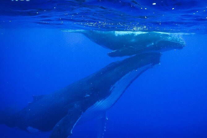 Respectful whale excursion to Tahiti in 4h30 - Introduction