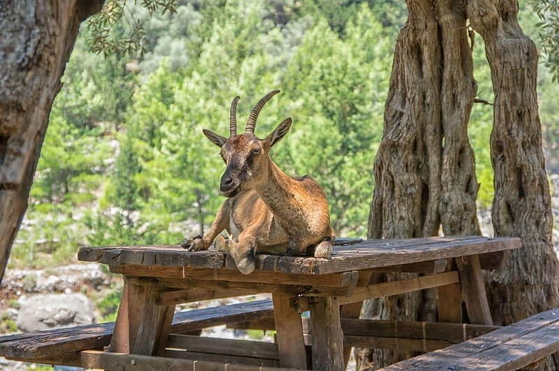Rethymno/Bali/Panormo: Samaria Gorge Hike with Transfers - Who Will Enjoy This Tour?