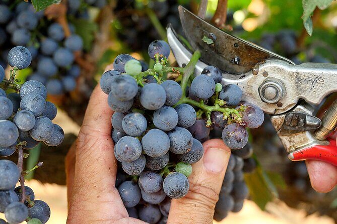 Retrospettiva di Marchesale Wine Tasting and Tour in Bolgheri - A Final Word: Who Will Love This Tour?