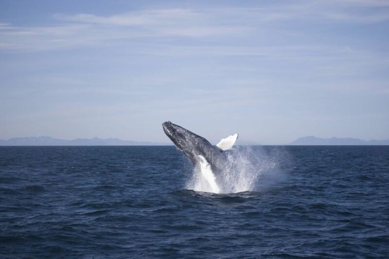 Reykjavik: 3-Hour Whale Watching Tour - Tour Details and Inclusions
