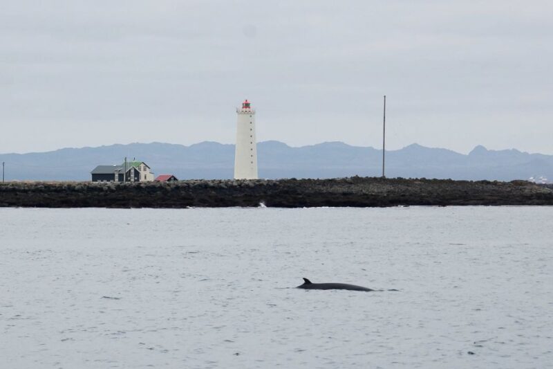 Reykjavik: 3-Hour Whale Watching Tour - Meeting Point and Logistics