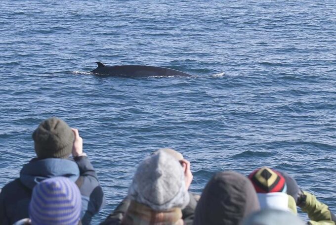 Reykjavik: 3-Hour Whale Watching Tour - Tips for a Great Experience