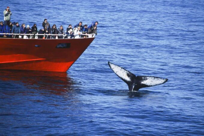 Reykjavik: 3-Hour Whale Watching Tour - Frequently Asked Questions