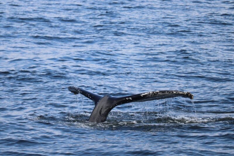 Reykjavik: 9pm Whale Watching Cruise in the Arctic Sun - Key Points