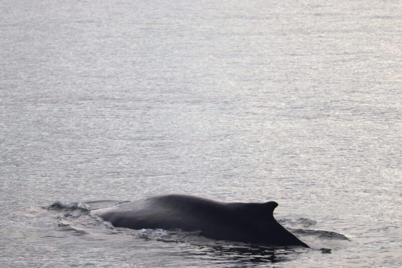 Reykjavik: 9pm Whale Watching Cruise in the Arctic Sun - How the Tour is Organized