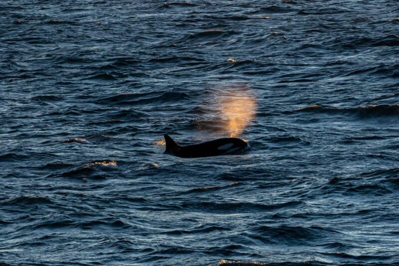 Reykjavik: 9pm Whale Watching Cruise in the Arctic Sun - Views and Atmosphere