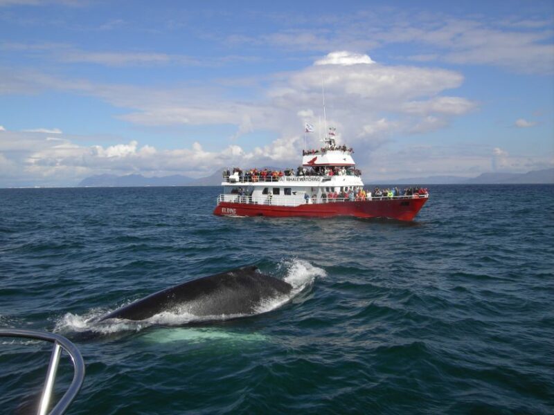 Reykjavik: ATV Ride & Whale Watching Boat Tour - Why You Might Love This Tour
