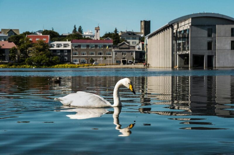 Reykjavík & Blue Lagoon Private Tour - Reviews and Feedback