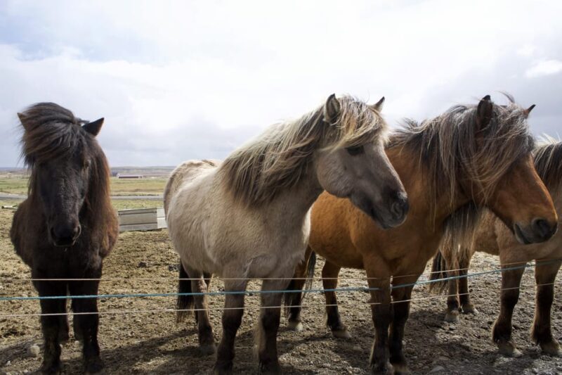 Reykjavik Combo: Horse Riding & Snorkeling in Silfra Fissure - Who Will Love This Tour?