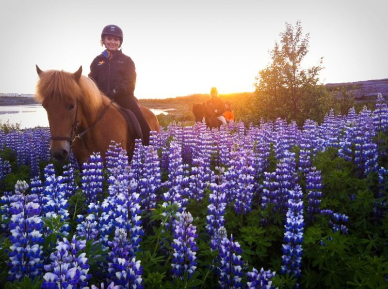 Reykjavik: Evening Sleipnir Horse Riding Tour with Pickup - Key Points