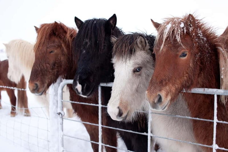 Reykjavik: Full-Day Golden Circle & Geothermal Greenhouse - Who Is This Tour Best For?