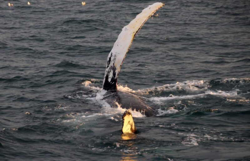 Reykjavík: Midnight Sun Whale Watching Cruise - Key Points