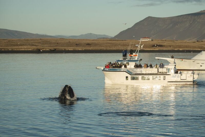 Reykjavík: Midnight Sun Whale Watching Cruise - An In-Depth Look at the Whale Watching Tour in Reykjavík