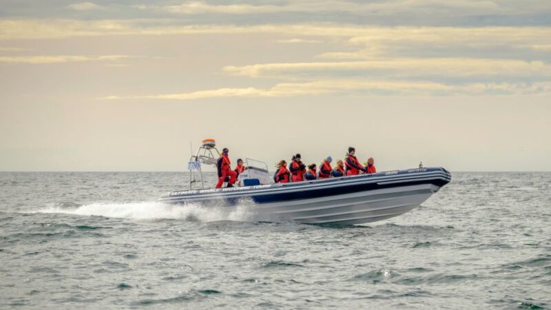 Reykjavik: Premium Whale and Puffin Watching Evening Tour - Experience Highlights