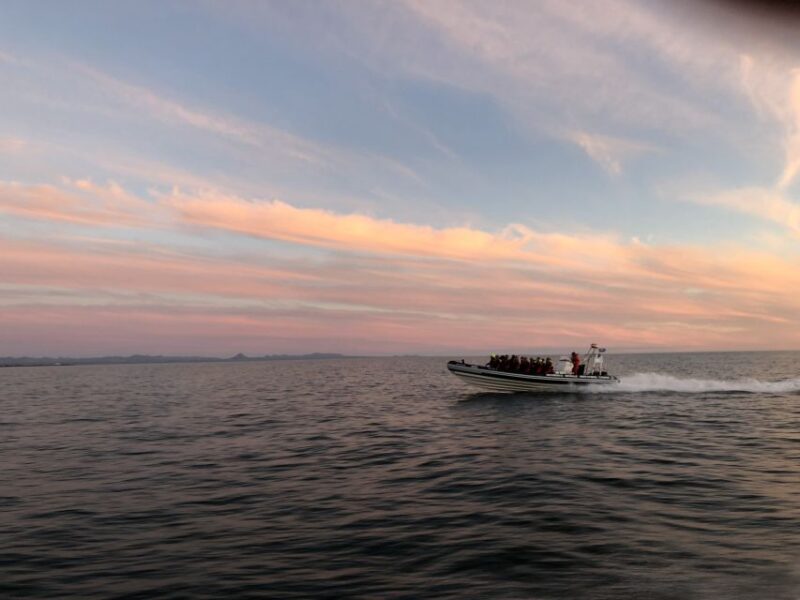 Reykjavik: Premium Whale and Puffin Watching Evening Tour - Tour Details