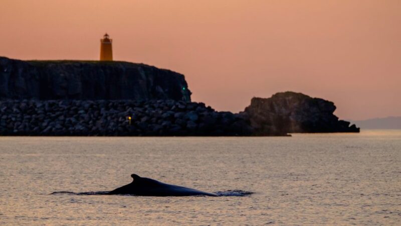 Reykjavik: Premium Whale and Puffin Watching Evening Tour - Participant Restrictions