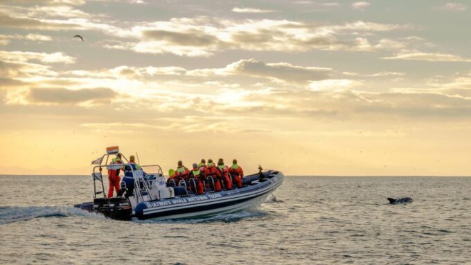 Reykjavik: Premium Whale and Puffin Watching Evening Tour - Tips for Your Adventure