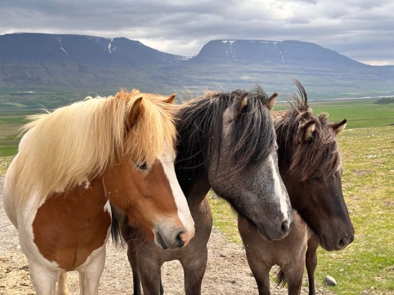 Reykjavik: PRIVATE Golden Circle tour with 5 TOP stops - Transportation and Comfort