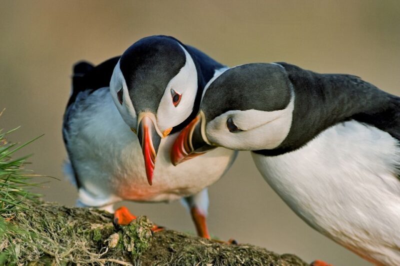 Reykjavik: Puffin Watching Boat Tour - Introduction