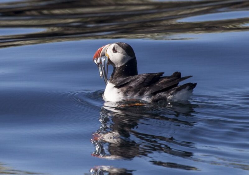 Reykjavik: Puffin Watching Tour by RIB Speedboat - Who Should Try This?