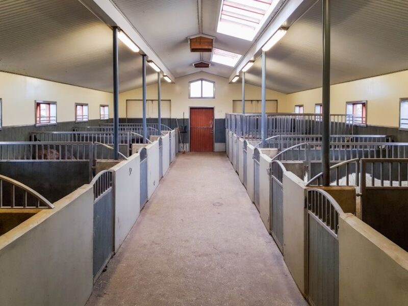 Reykjavik: Red Lava Horse Riding Tour - Participant Guidelines and Restrictions