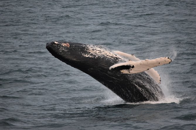 Reykjavik Shore Excursion: Whale-Watching Cruise - Meeting and Pickup Details