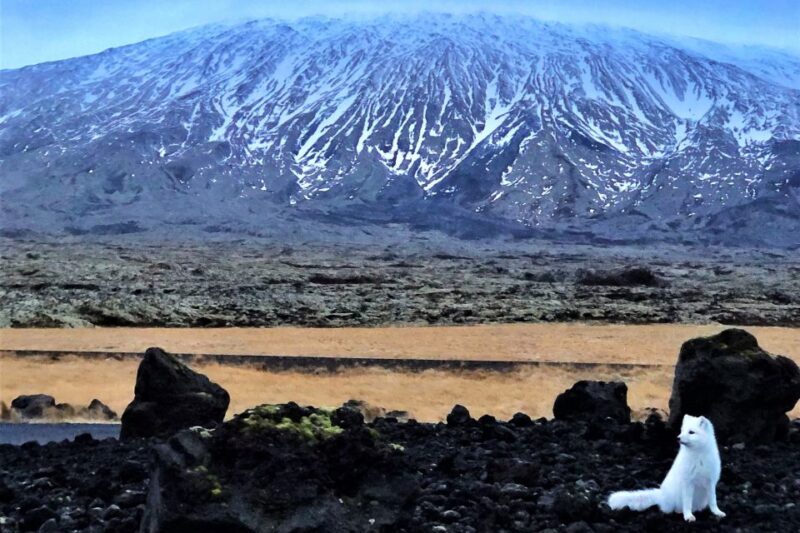 Reykjavik: Snaefellsnes & Mt. Kirkjufell Guided Minibus Tour - Who Will Enjoy This Tour?