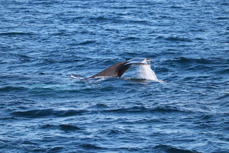 Reykjavik: Snæfellsnes Peninsula & Whale Watching Tour - Key Points