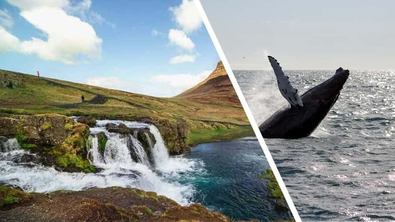 Reykjavik: Snæfellsnes Peninsula & Whale Watching Tour - An In-Depth Look at the Tour Experience