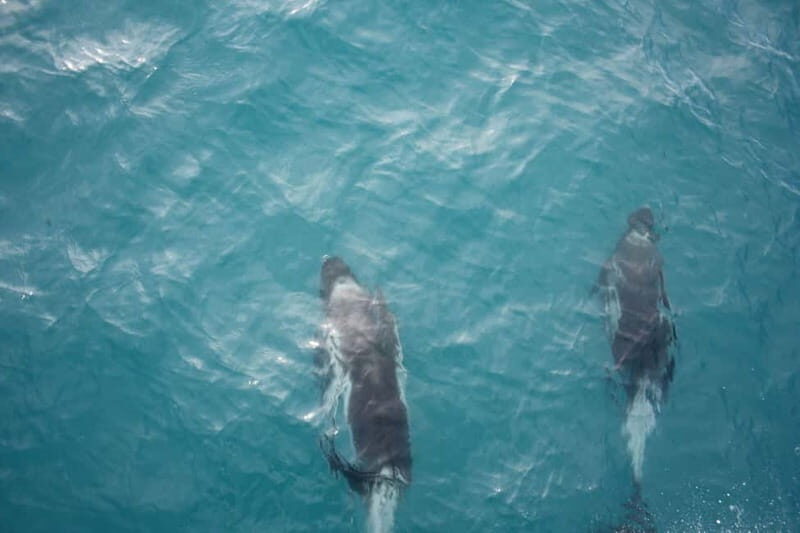Reykjavik: Snæfellsnes Peninsula & Whale Watching Tour - Who Should Consider This Tour?
