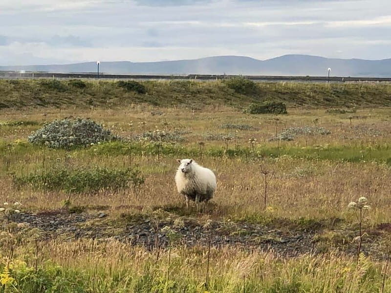 Reykjavik: South Coast Private Tour - Who This Tour Is Best For